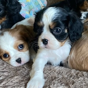 Uitați-vă la acești cățeluși Cavalier King Charles, drăguți, sănătoși și afectuoși - imagine 4
