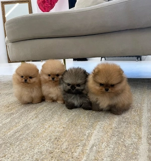 Nu ratați puii noștri de Pomeranian, plini de dragoste și sănătoși  - imagine 2