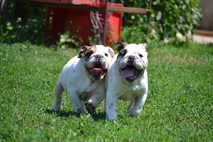Bulldog Englez cu pedigree  - imagine 4