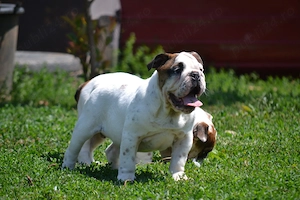 Bulldog Englez cu pedigree 