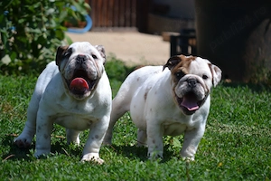 Bulldog Englez cu pedigree  - imagine 2