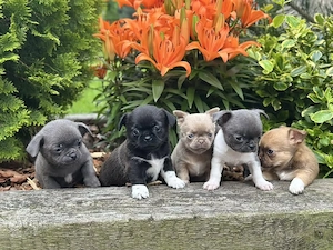 Puii de chihuahua minunați și incredibili sunt acum gata să vă întâmpine - imagine 3