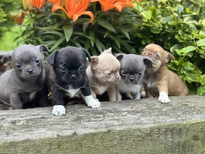 Puii de chihuahua minunați și incredibili sunt acum gata să vă întâmpine