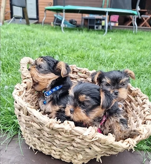Căutați un companion vesel, jucăuș și afectuos? Puii noștri sunt alegerea perfectă! Acești cățeluși  - imagine 4