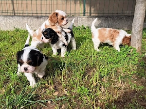 Nu mai căutați, iată puiul vostru sănătos de rasă Cavalier King Charles  - imagine 3