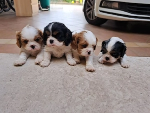 Nu mai căutați, iată puiul vostru sănătos de rasă Cavalier King Charles  - imagine 2
