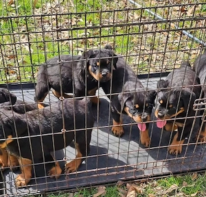Pui de Rottweiler drăgălași, iubitori și sănătoși, disponibili acum - imagine 3