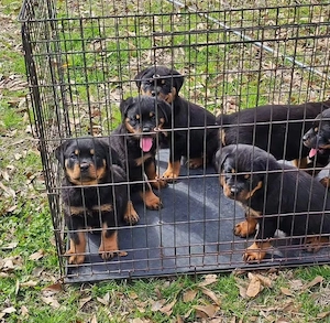 Pui de Rottweiler drăgălași, iubitori și sănătoși, disponibili acum - imagine 4