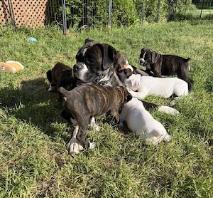 Avem niște pui de boxer minunați, disponibili și gata de a fi luați acasă - imagine 4