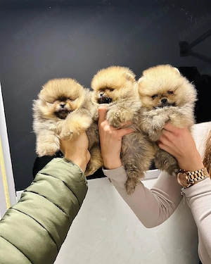 Descoperă puii noștri de rasă pură Pomeranian, crescuți într-un mediu sănătos - imagine 4