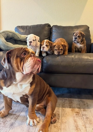 Puii noștri sănătoși de bulldog englez de rasă pură sunt acum gata de a fi adoptați - imagine 3