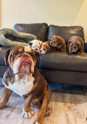 Puii noștri sănătoși de bulldog englez de rasă pură sunt acum gata de a fi adoptați - imagine 2