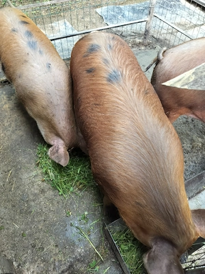 Porci pe tru sa rificat