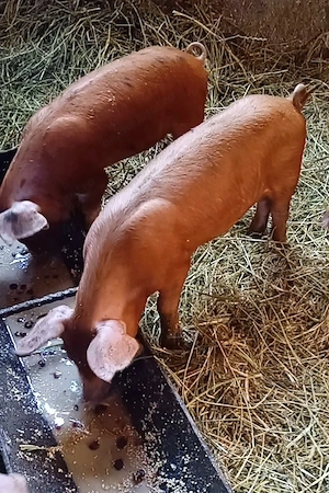 Vând purcei Duroc înțărcați