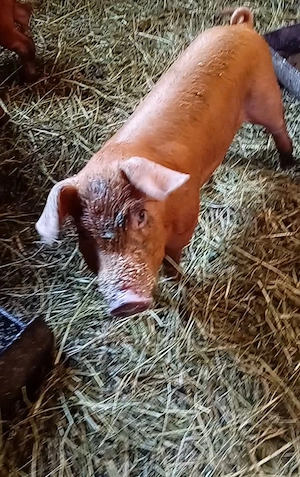 Vând purcei Duroc înțărcați - imagine 2