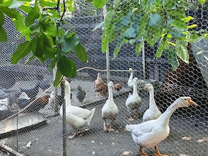 Gâște Tinere de Curte   Crescute Natural