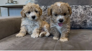 catelusi maltipoo  - imagine 2