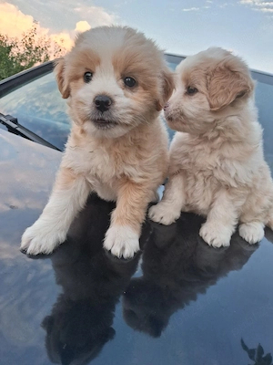 Bichon havanez