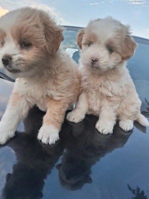 Bichon havanez