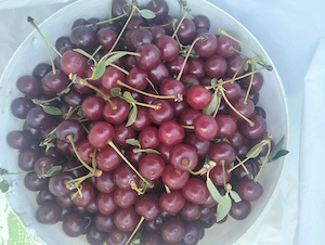 Fructe BIO