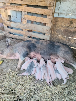 Vând scrofa cu 10 purceluși 