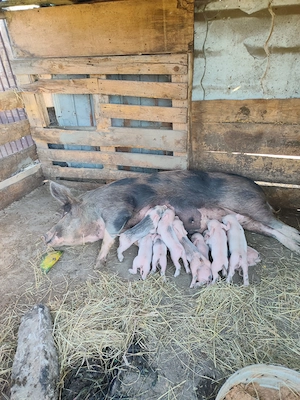 Vând scrofa cu 10 purceluși  - imagine 2