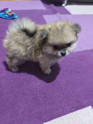 puiuți Pomeranian de culori superbe cu acte - imagine 4