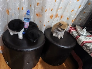 puiuți Pomeranian de culori superbe cu acte