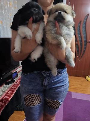 puiuți Pomeranian de culori superbe cu acte - imagine 5