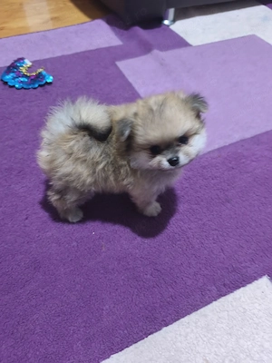 puiuți Pomeranian de culori superbe cu acte - imagine 3