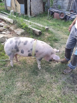 Porc de vânzare  - imagine 2