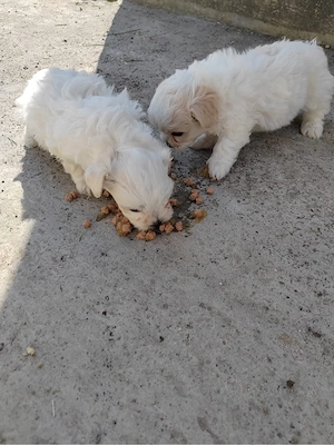 Vand căței din rasa  Bichon Havanez  - imagine 3