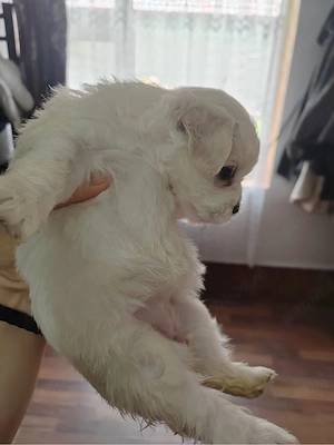 Vand căței din rasa  Bichon Havanez 