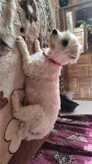 Vand căței din rasa  Bichon Havanez  - imagine 2