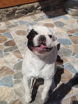 Vand Bulldog francez femela  - imagine 2