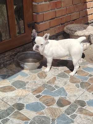 Vand Bulldog francez femela 