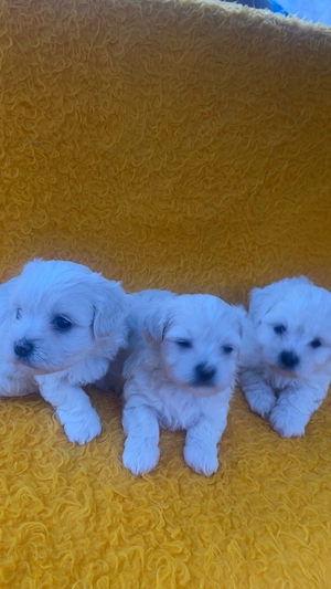 Pui Bichon de vânzare ! - imagine 5