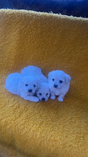 Pui Bichon de vânzare ! - imagine 2