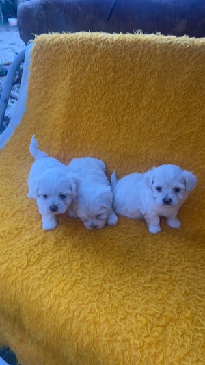Pui Bichon de vânzare !