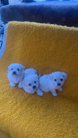 Pui Bichon de vânzare ! - imagine 3