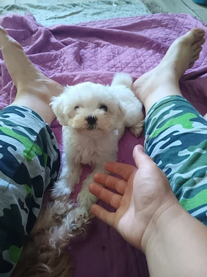 Pui bichon albi