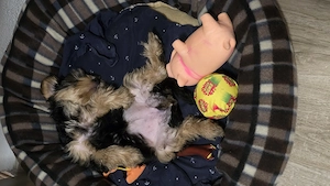 De vânzare pui Yorkshire Terrier   fetiță - imagine 3