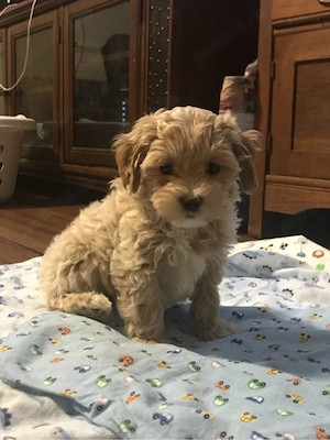 maltipoo poodle mini toy