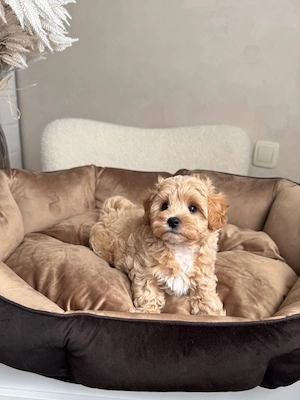 maltipoo poodle mini toy  - imagine 2