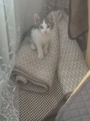 Ofer spre adoptie un pisoi de 8 saptamani - imagine 2