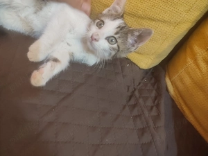 Ofer spre adoptie un pisoi de 8 saptamani - imagine 4