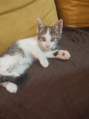 Ofer spre adoptie un pisoi de 8 saptamani - imagine 3