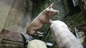 Porci de vânzare .Det la telefon.  - imagine 2
