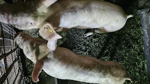 Porci de vânzare .Det la telefon. 