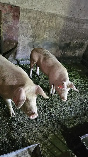 Porci de vânzare .Det la telefon.  - imagine 4